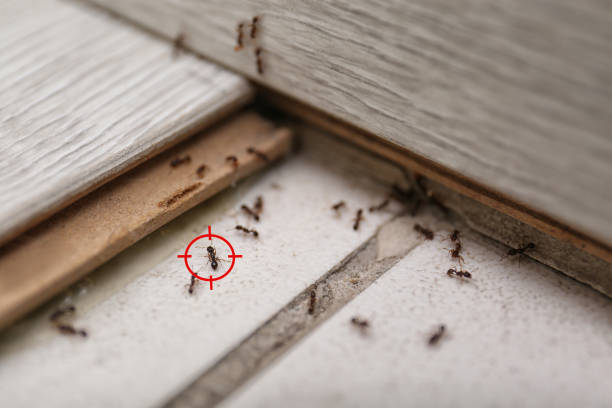 Best Pest Control for Restaurants  in Wynnewood, OK