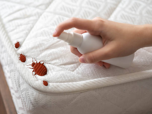 Best Local Pest Control Services  in Wynnewood, OK